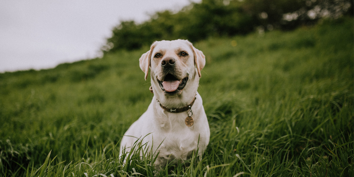 Dog in grass