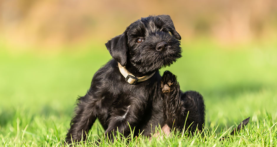 Terrier puppy scratches outside in the grass during peak flea season