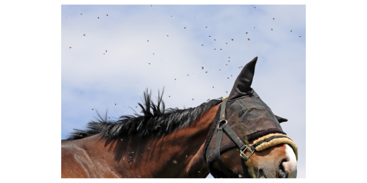 Sweet itch in horses