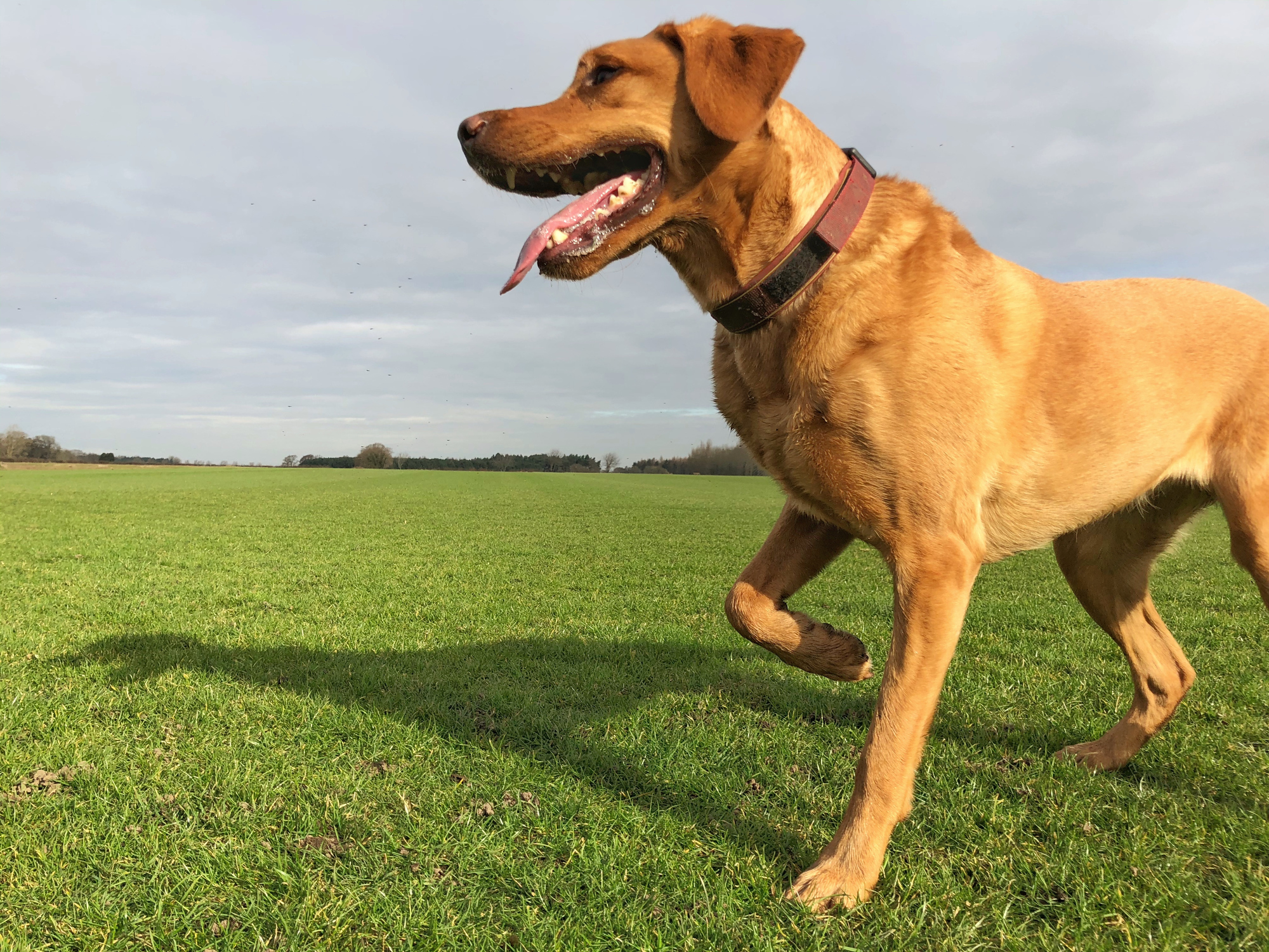 Labrador Retriever mix dog limping on front paw