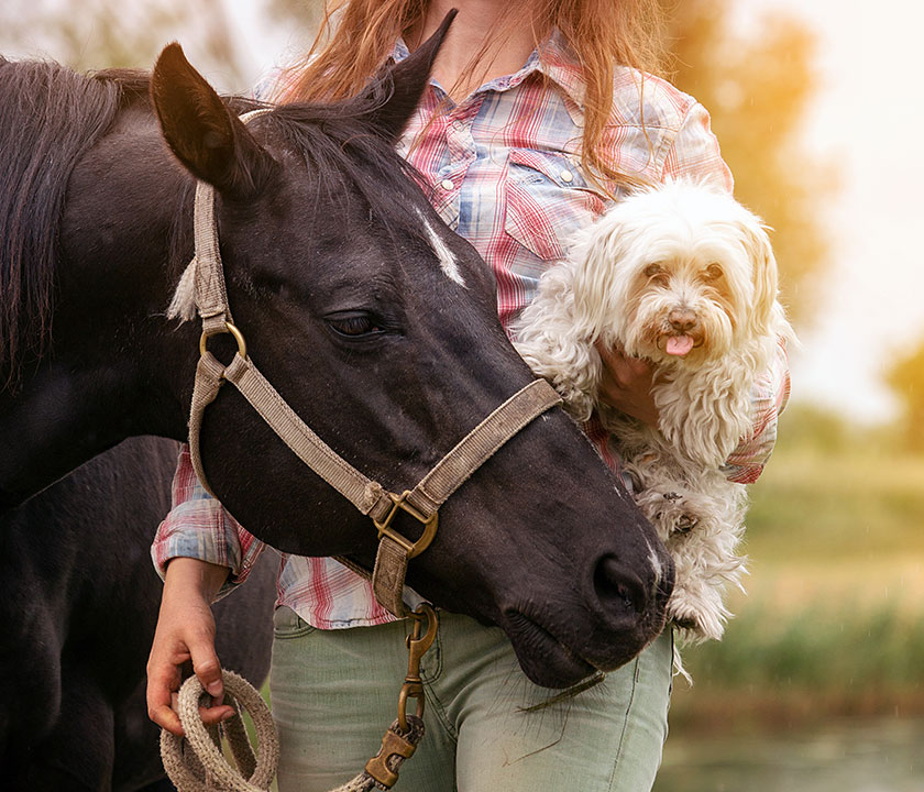 While most pets are quite ill at diagnosis, their health greatly improves once their blood sugar is under control