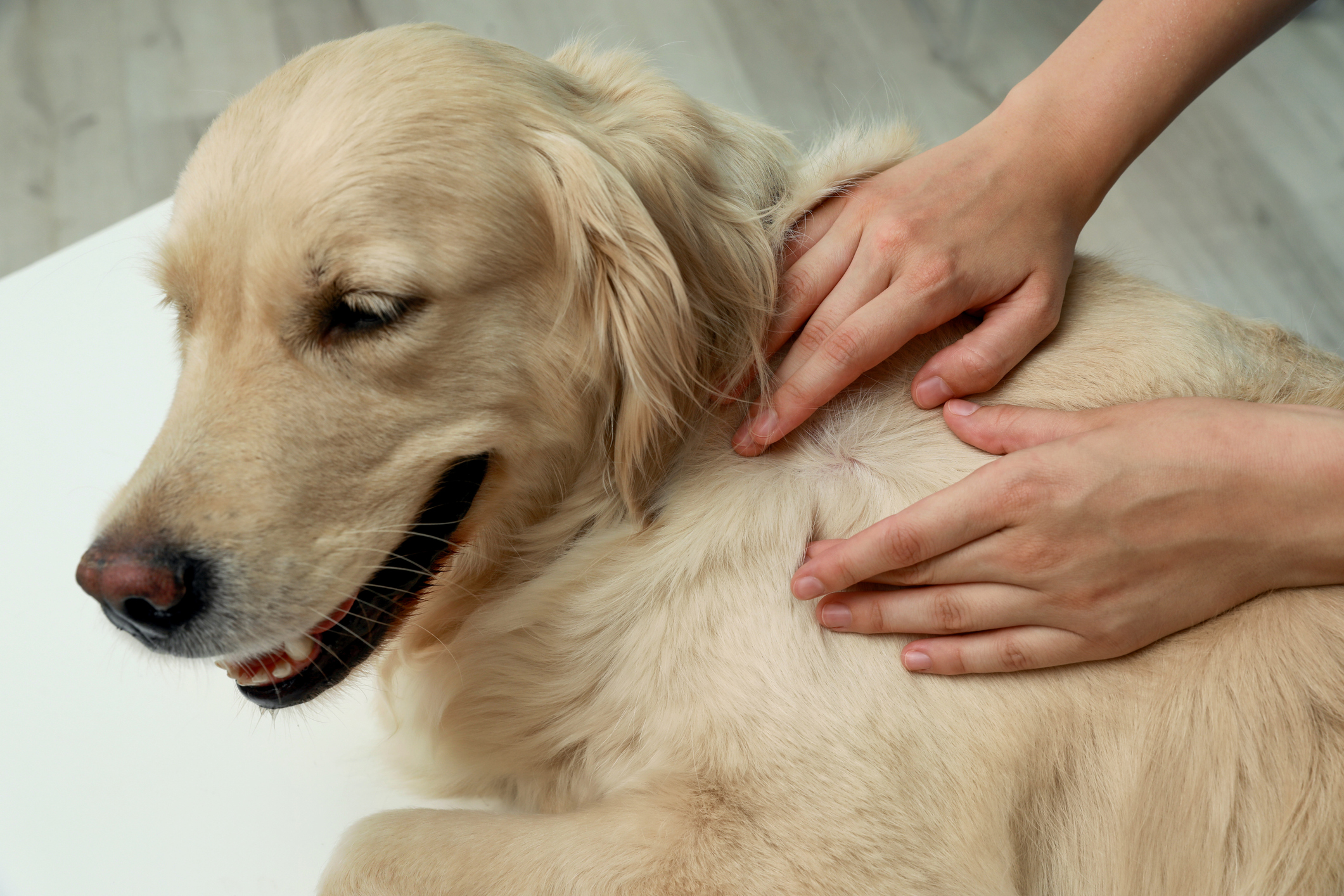 Pet parent checking Golden Retriever for fleas and flea dirt