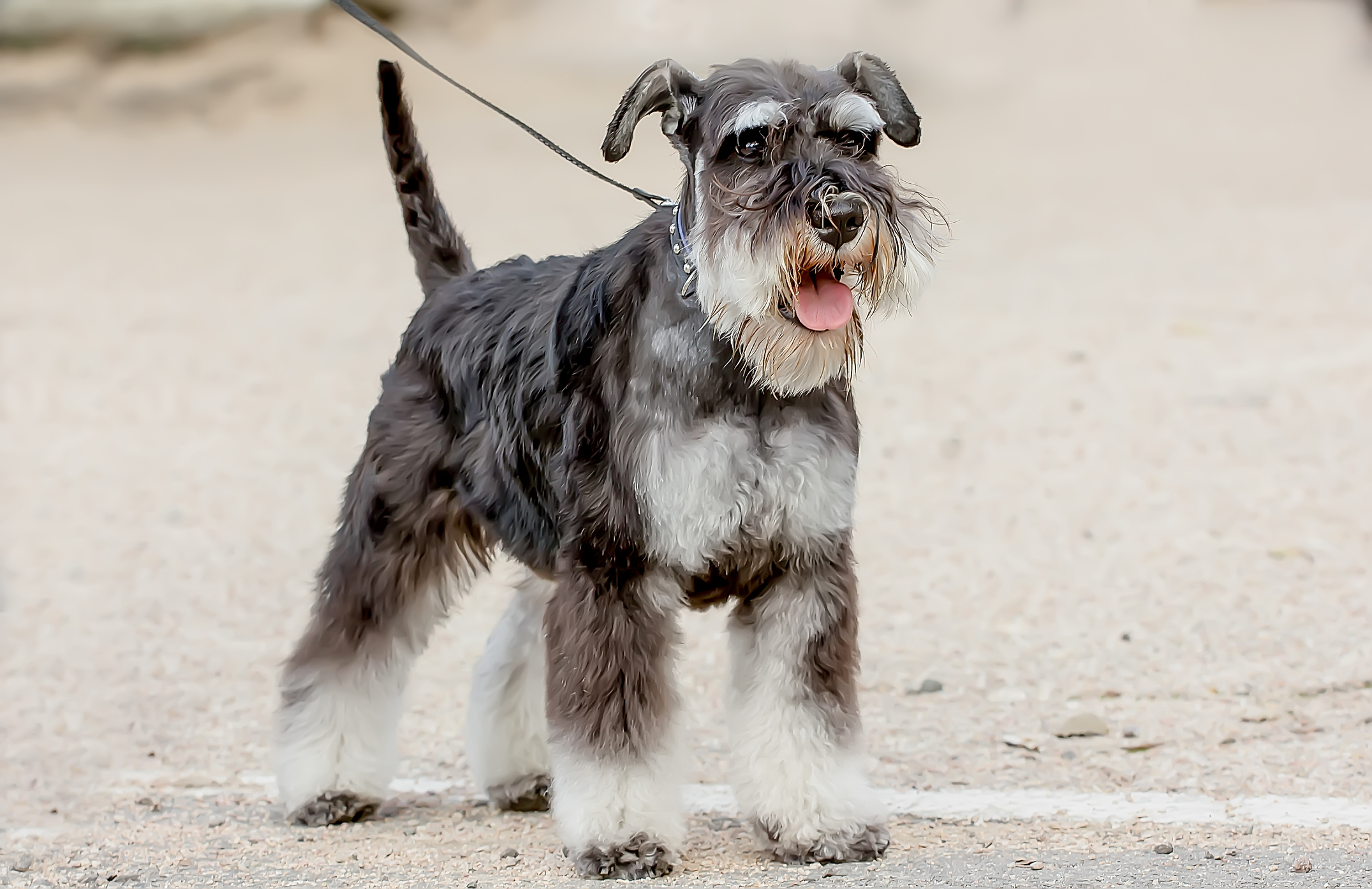 Happy Standard Schnauzer with classic salt and pepper coat