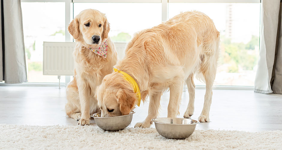 Why Do Some Pet Foods Require A Prescription?