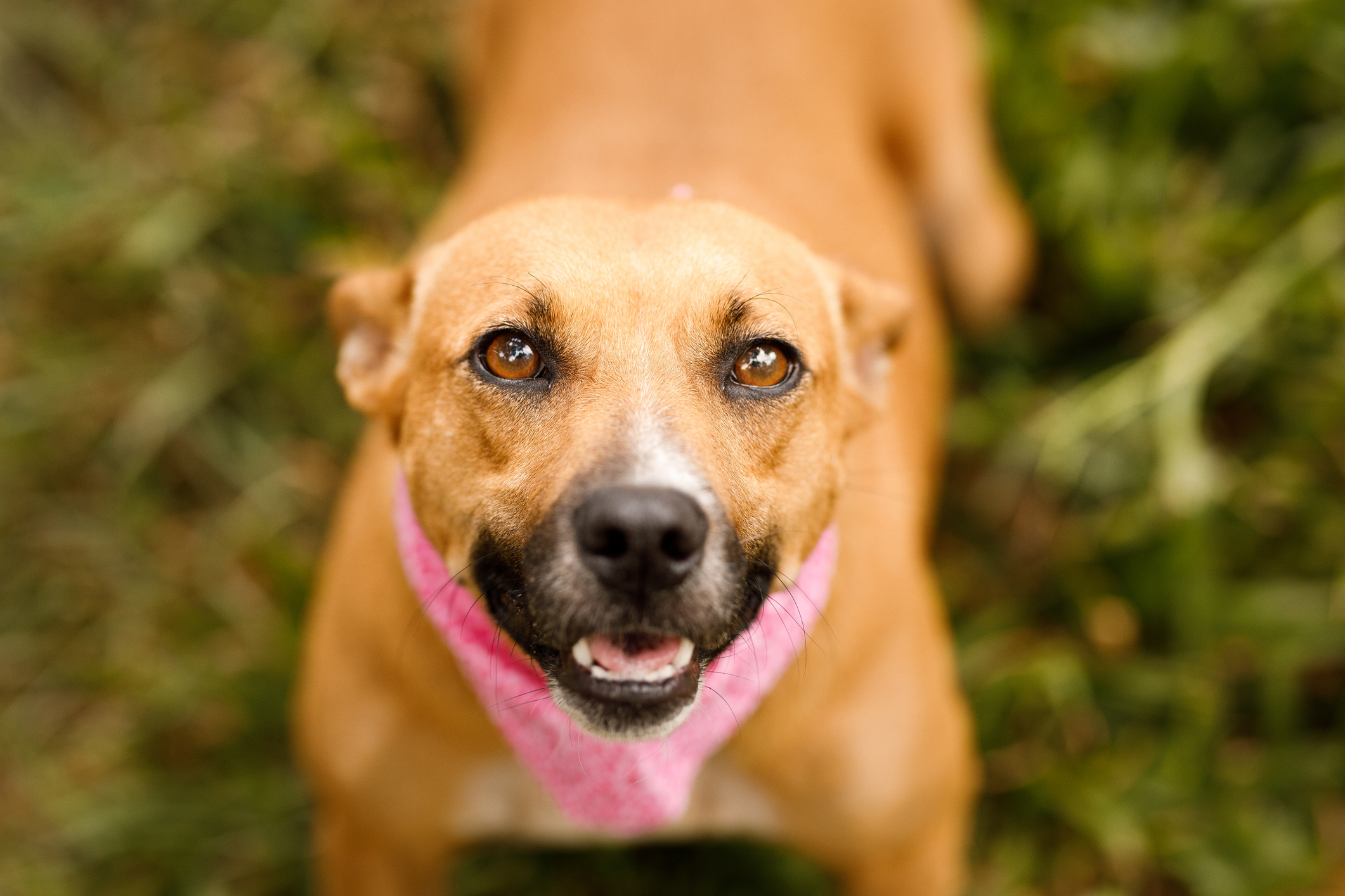 Mixed breed dog wearing pink bandana for Breast Cancer Awareness Month.