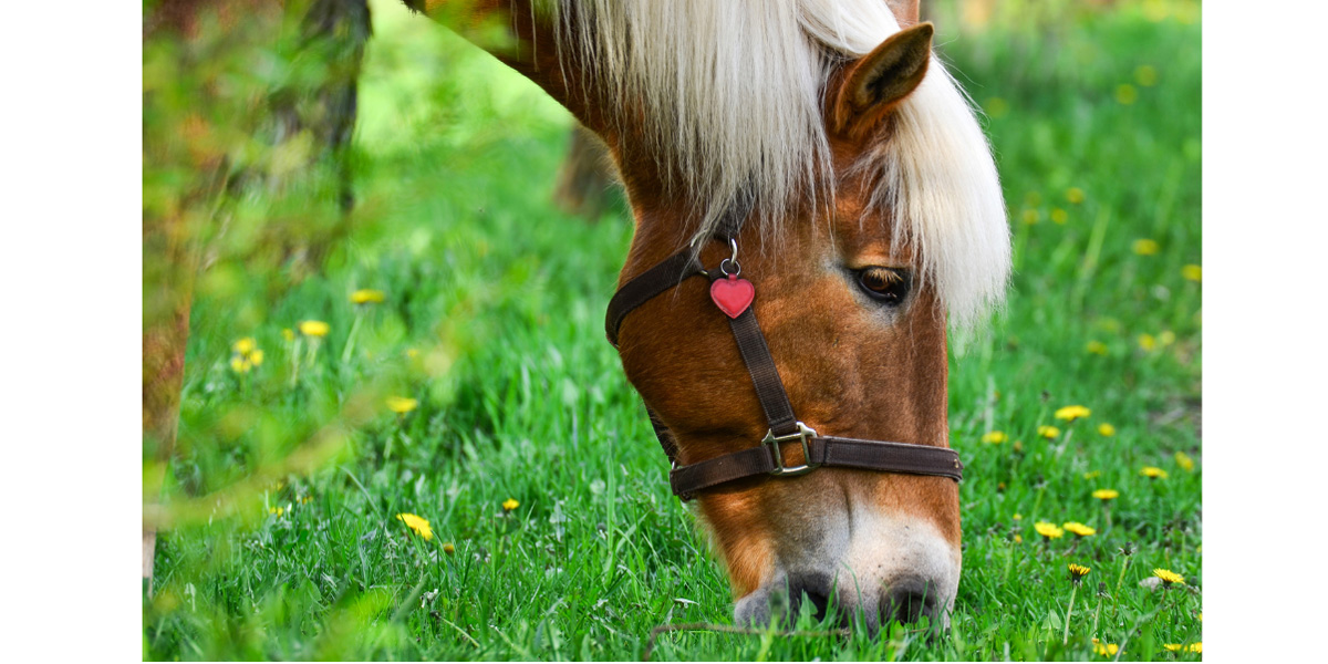 Horse eating grass