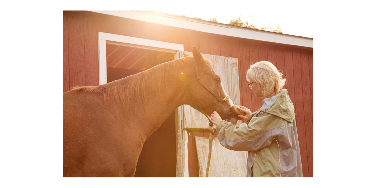 Cancers in horses