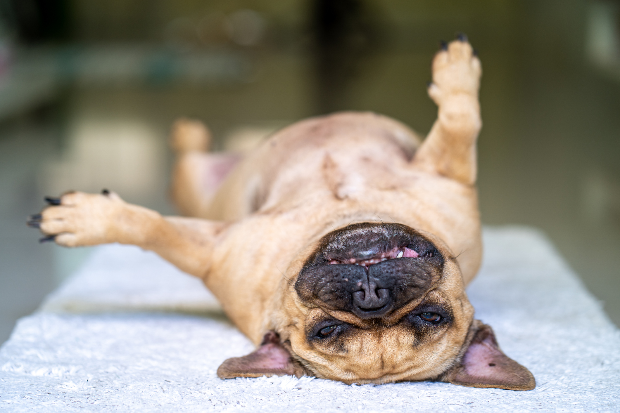 Tan and black French Bulldog sleeping on his back