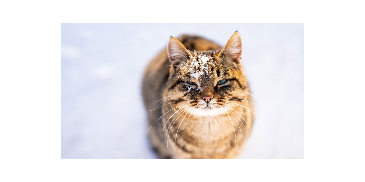 Outdoor cats in winter