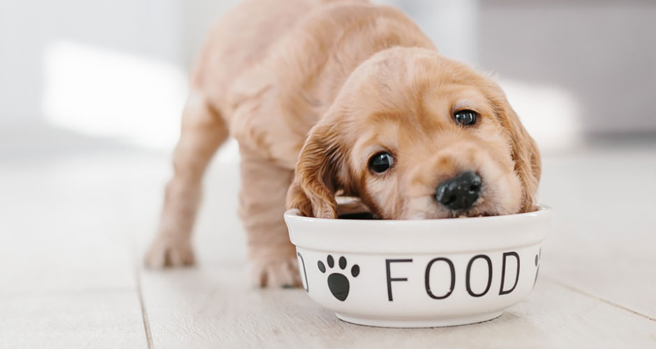 Feeding Your New Puppy or Dog