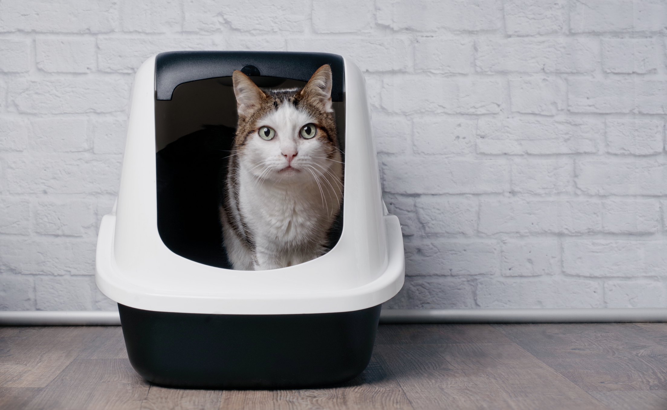 Brown and white tabby cat with green eyes peeking out of hooded cat litter box