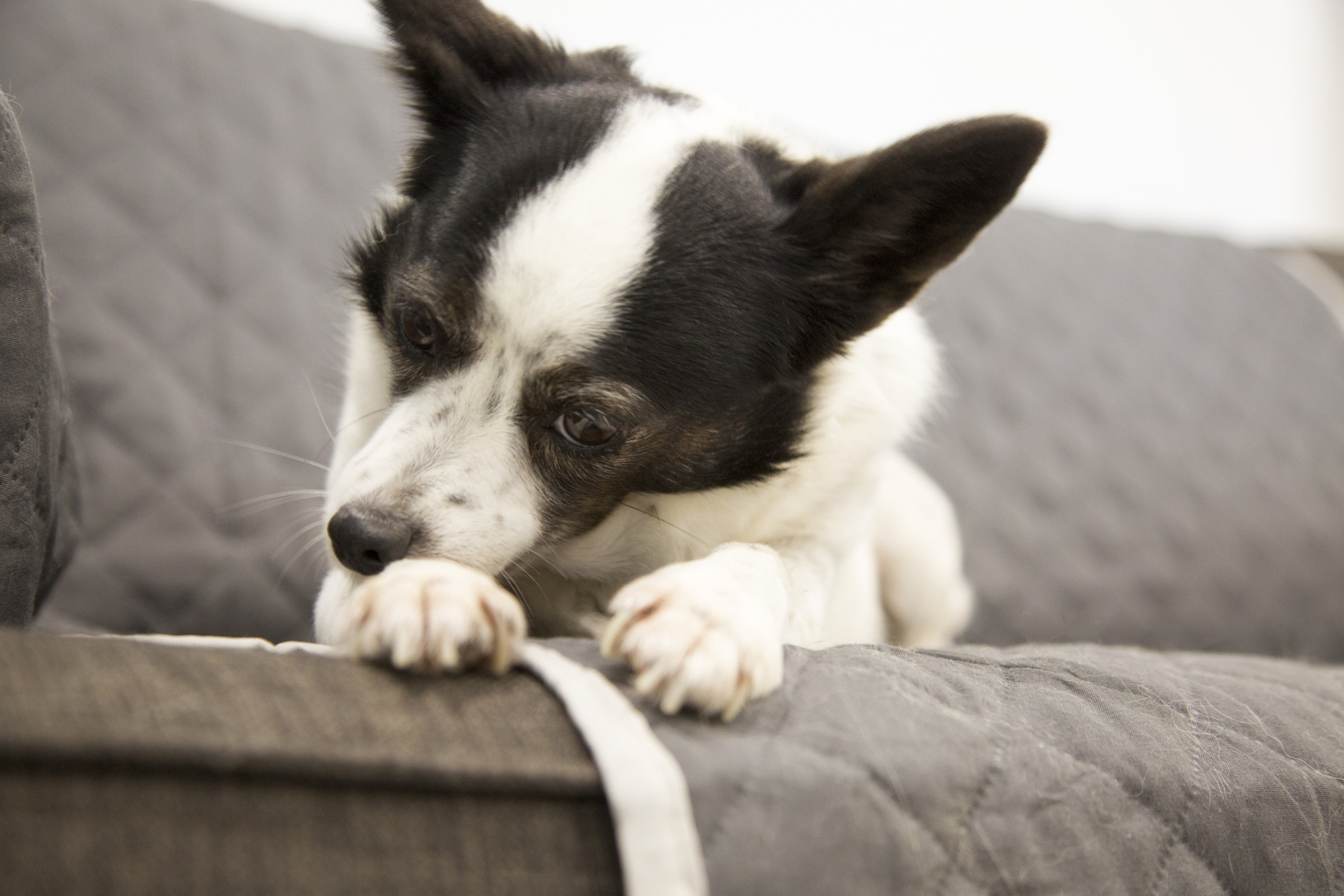 Jack Russell Terrier dog chewing itchy paws