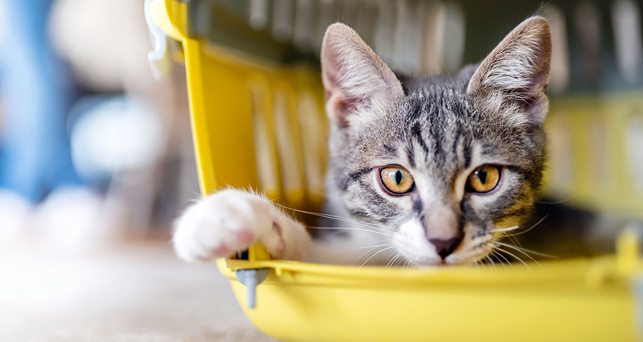 The PetMeds Everything Guide To Your New Cat