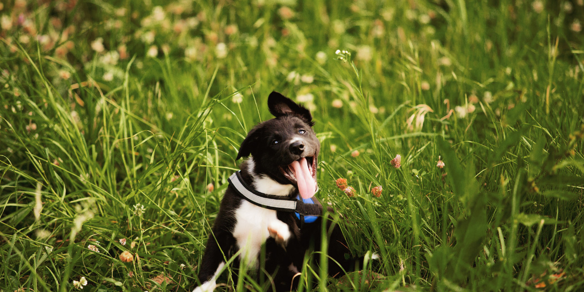 Dog in grass