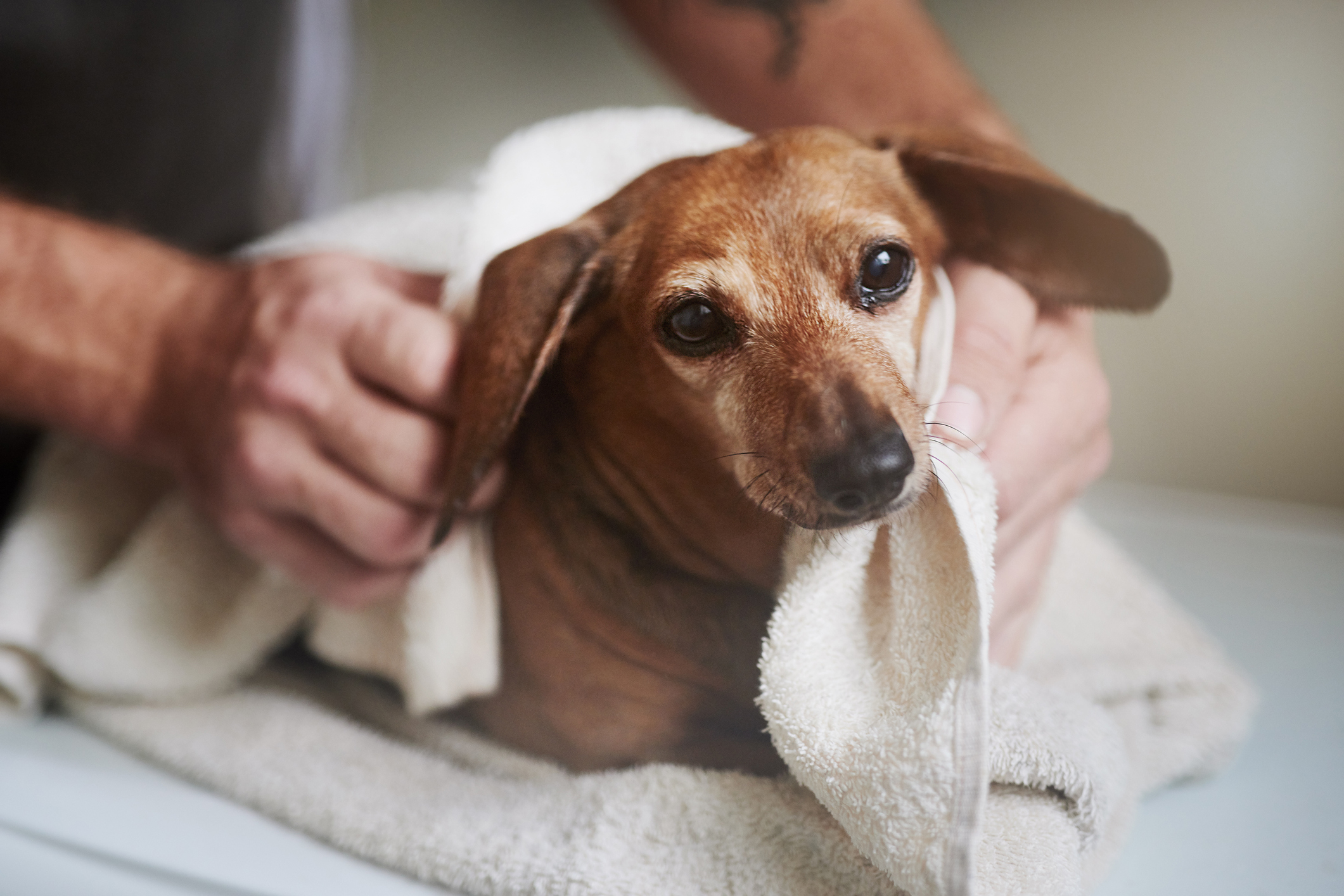 Dachshund being towel dried after a winter bath