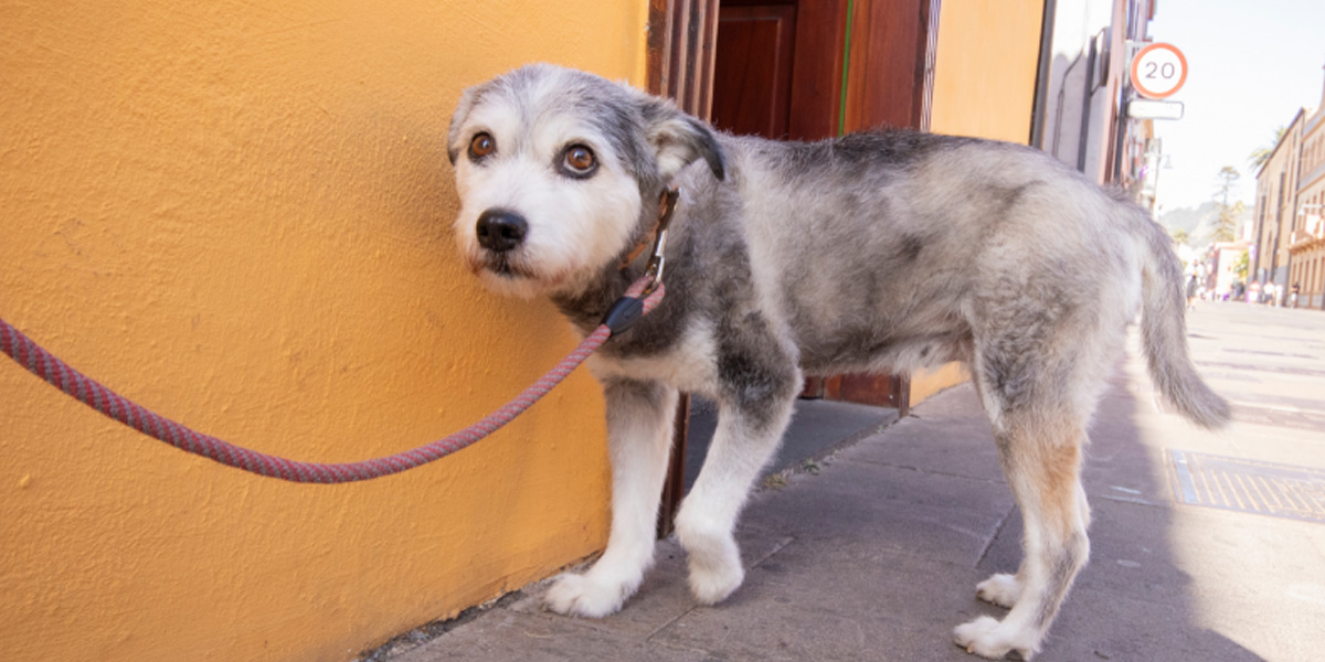 Anxiety in dogs