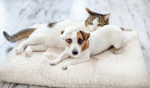 Cute small white dog and cat share a white fluffy bed