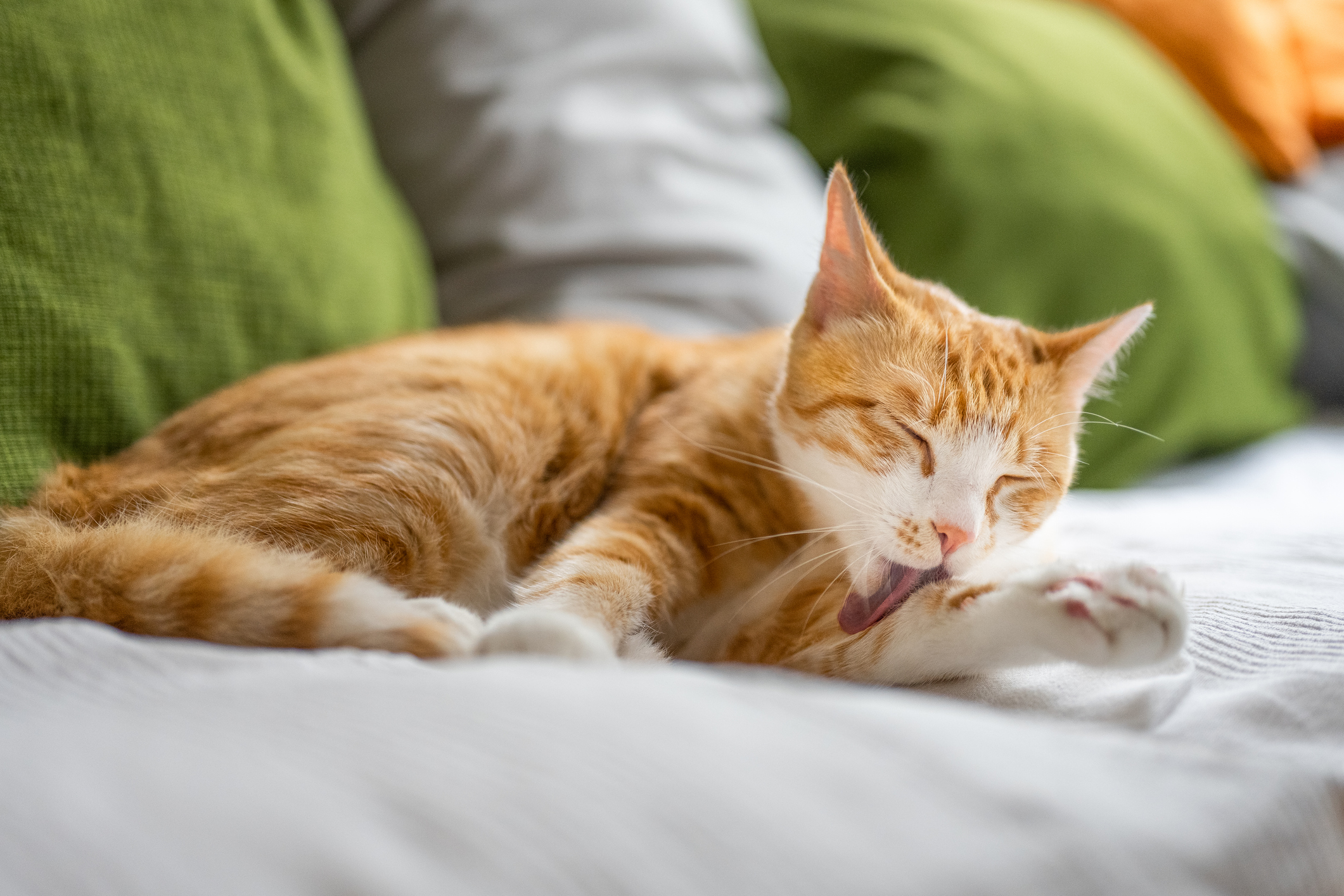 Orange tabby grooming his paw