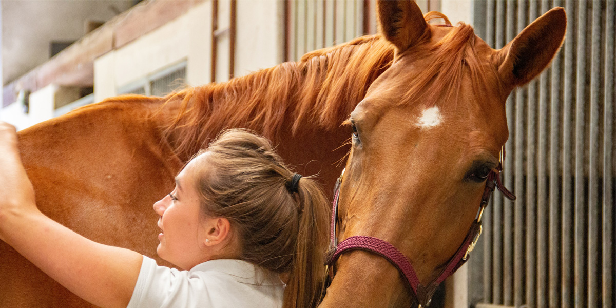 Fostering a Horse