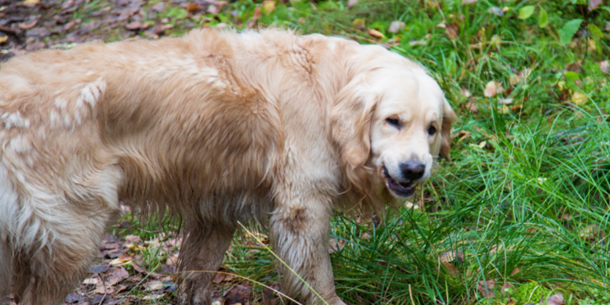 Why do dogs eat grass