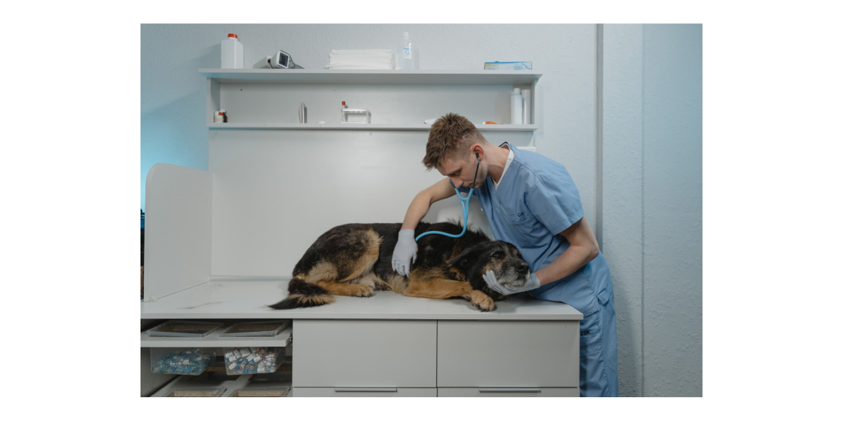 Hemangiosarcoma in pets