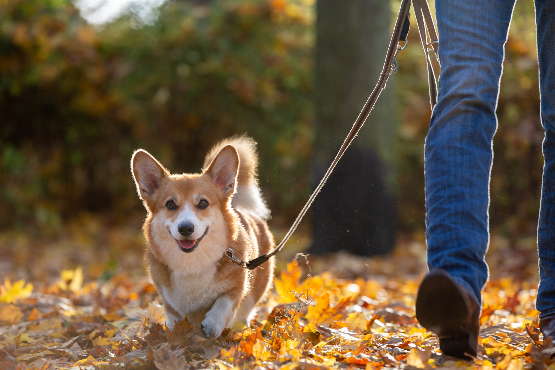 Pembroke Welsh Corgi walking through leaves during fall flea season. 