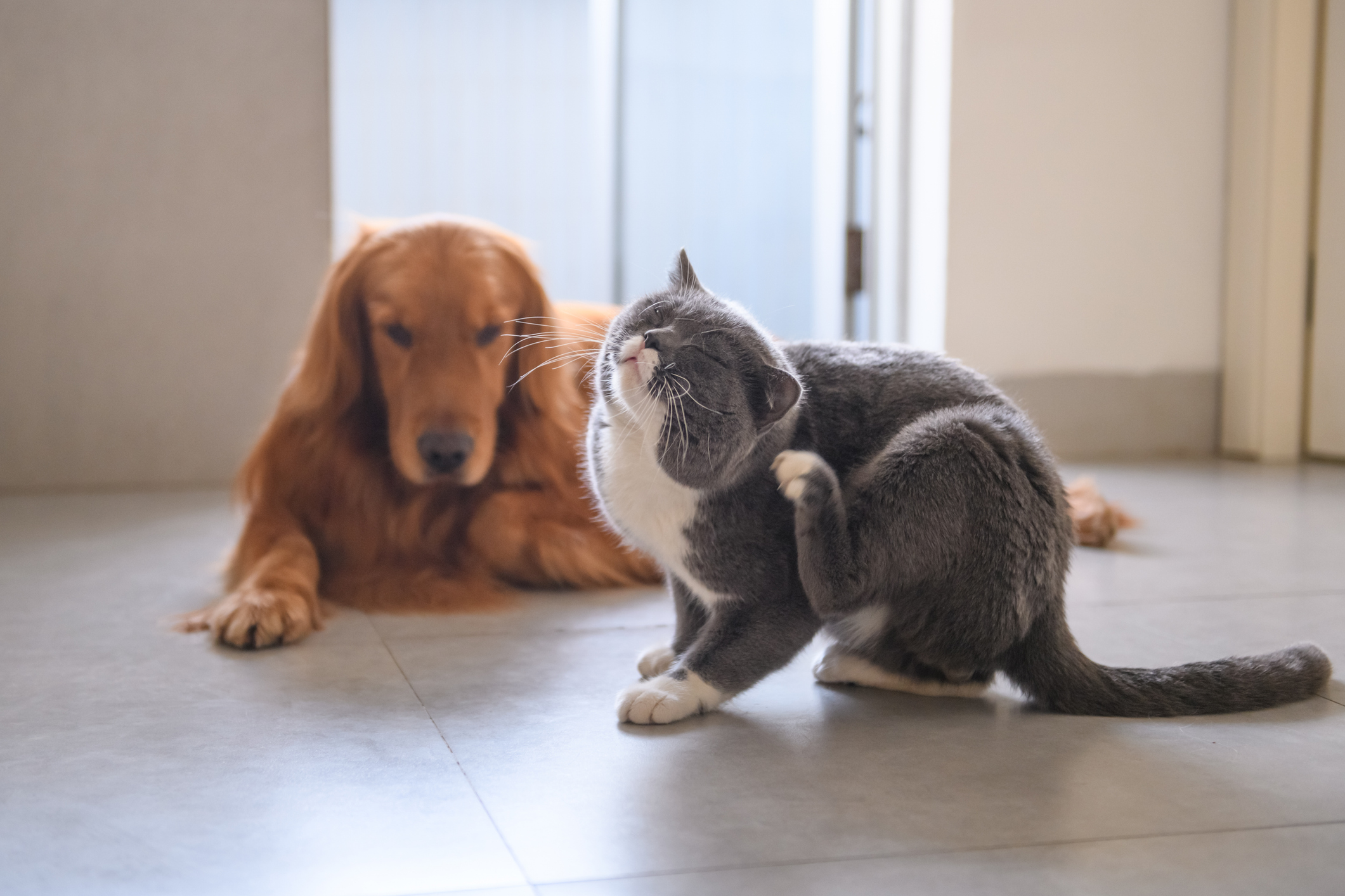 Golden Retriever watches cat scratch an itchy bug bite