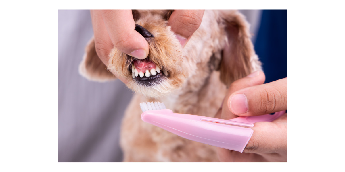 How to brush