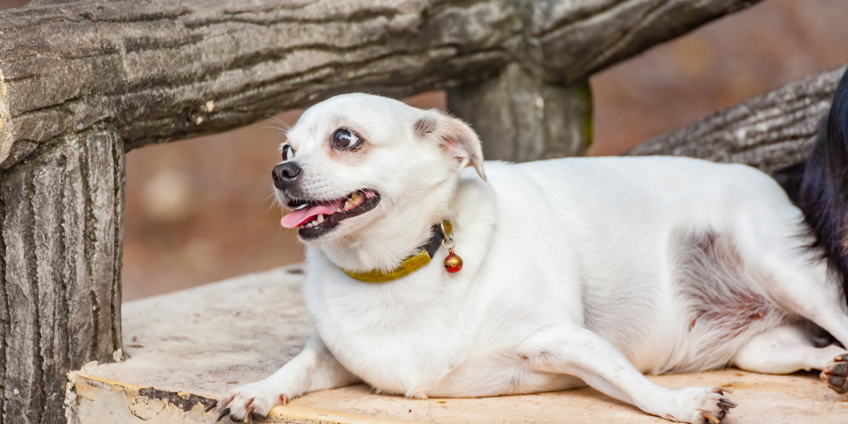 Chubby dog