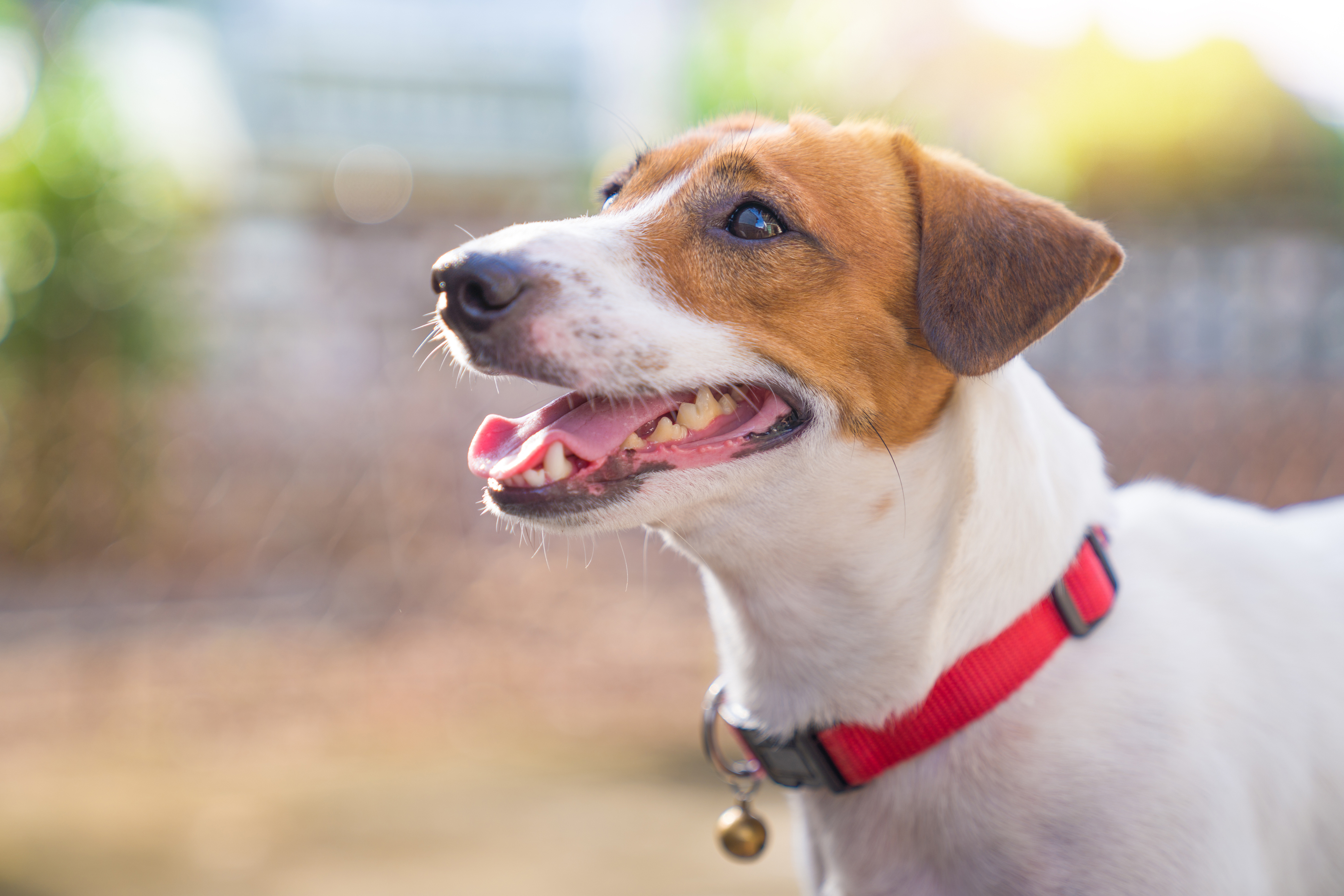 Jack Russell Terrier dog panting outside in the summer