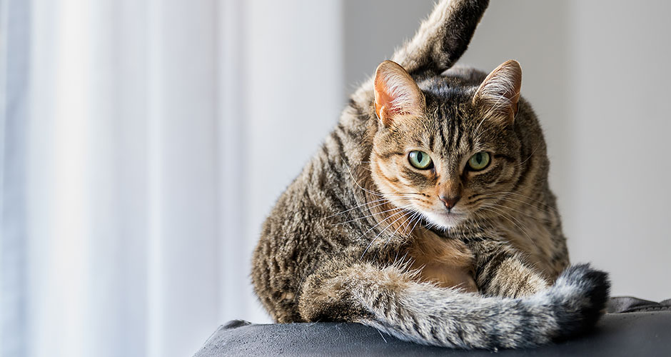 Grooming Basics For Your New Cat or Kitten