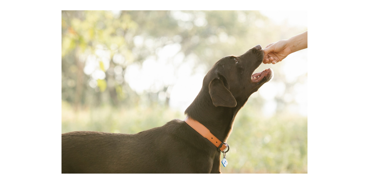 Can dogs have christmas cookies