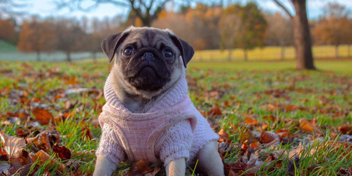 Dog in sweater