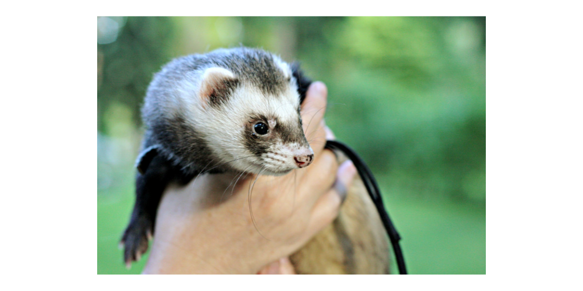 How to Get Rid of Fleas on Ferrets