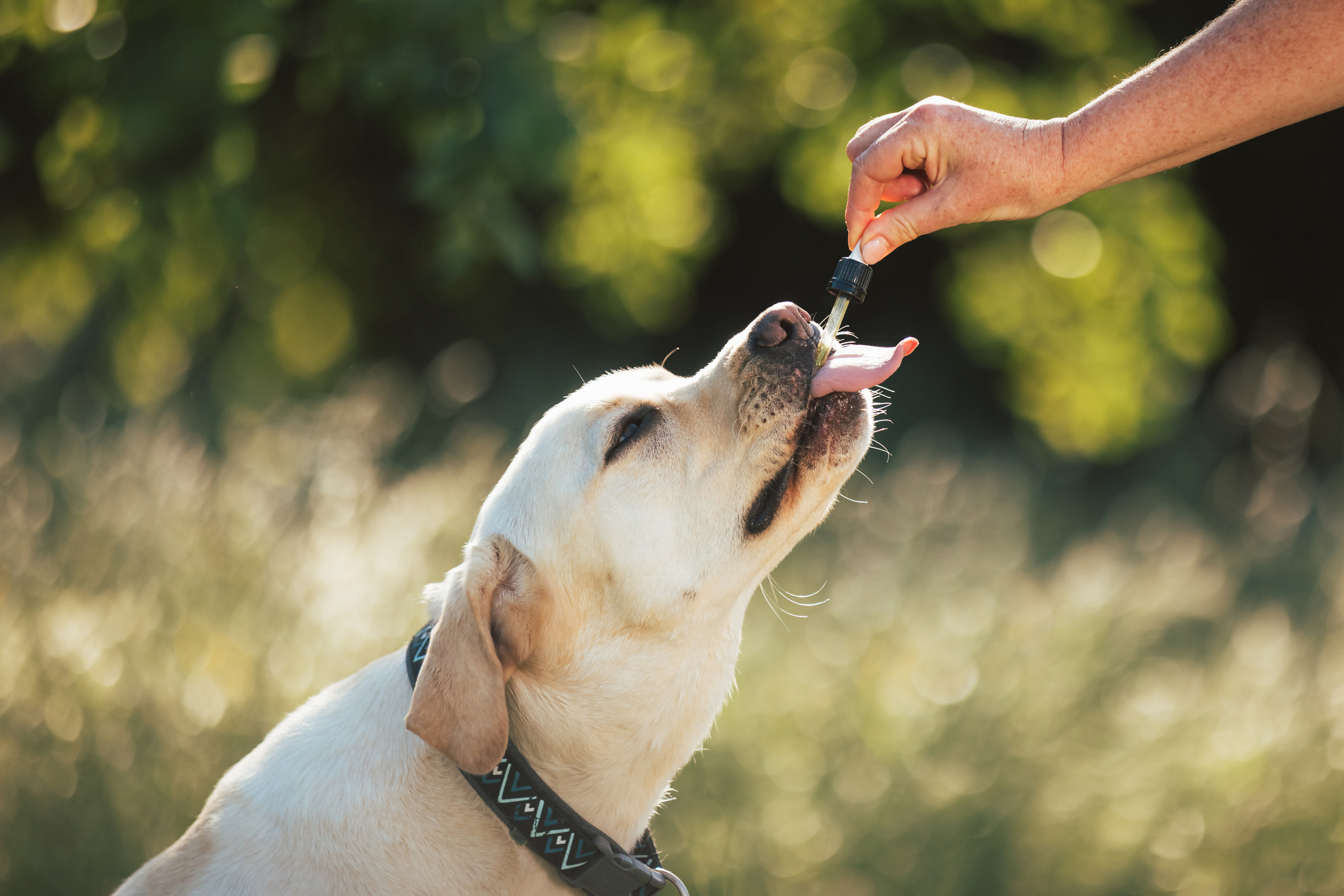 Yellow labrador licks itchy skin relief supplement from dropper