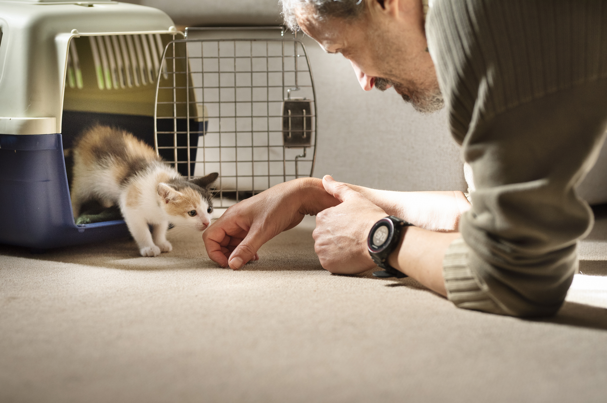 A calico kitten timidly steps out of a pet carrier to meet their pet foster parent