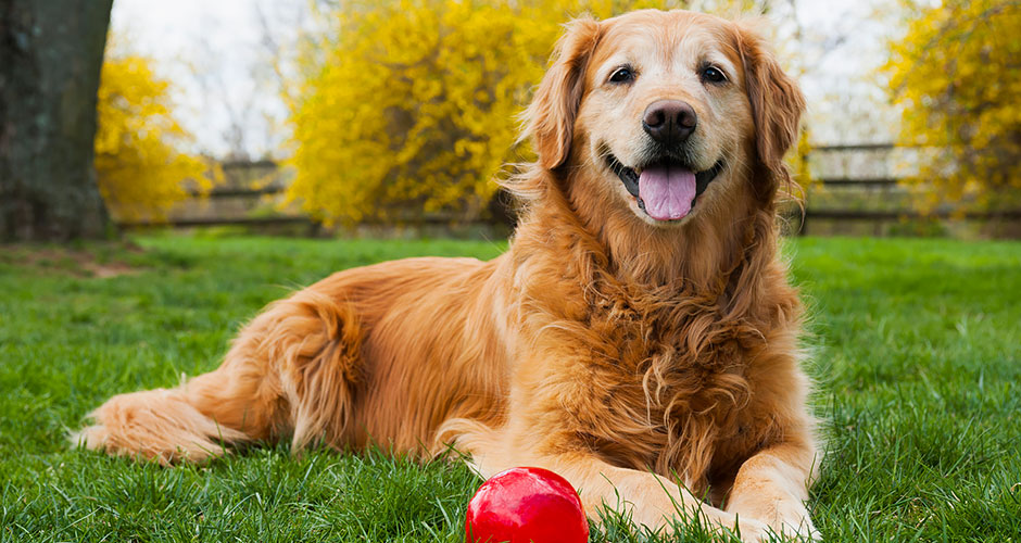 Senior pets have a lot to offer families compared to puppies and kittens