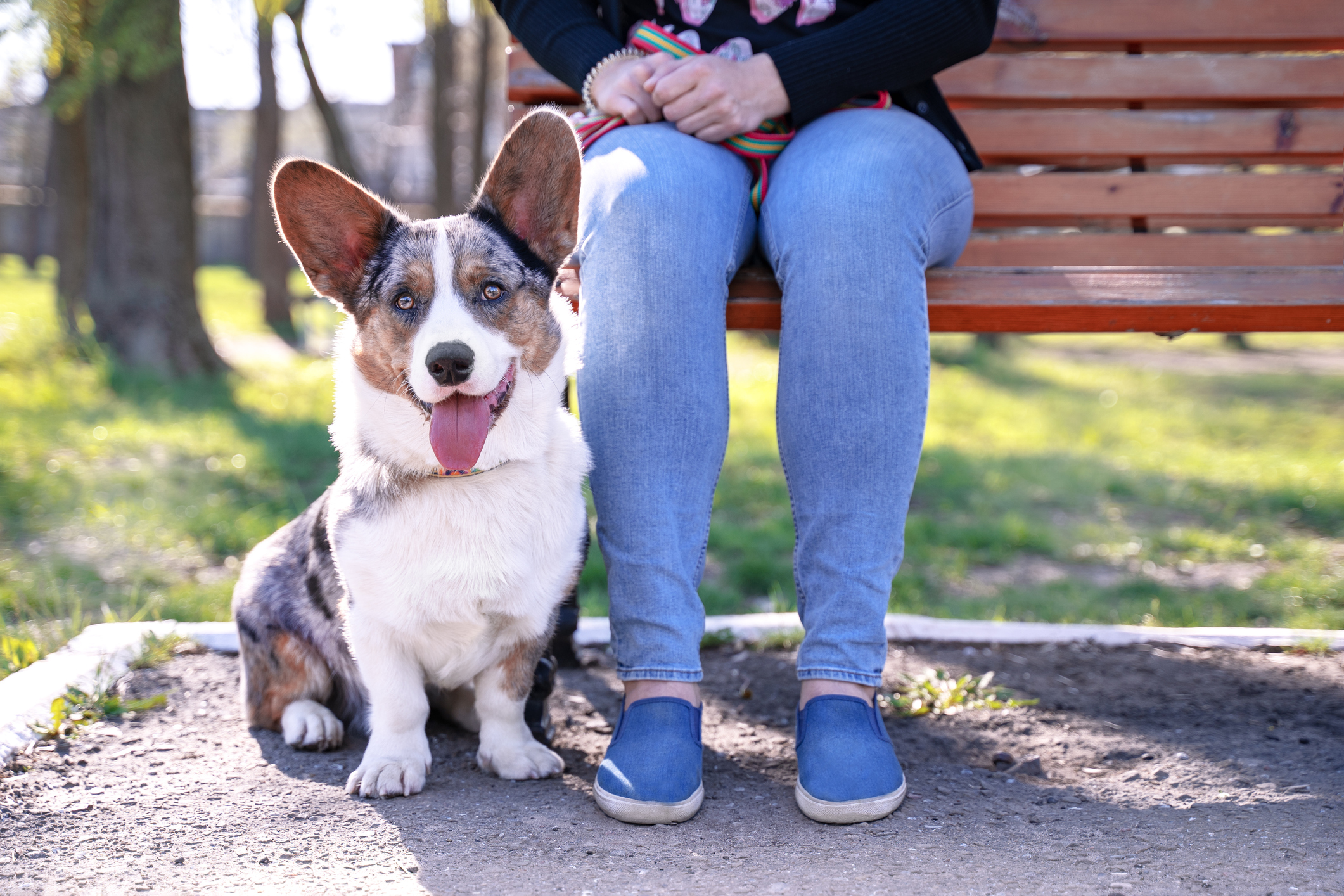 Merle gray Cardigan Welsh Corgi smiling sitting next to owner outside