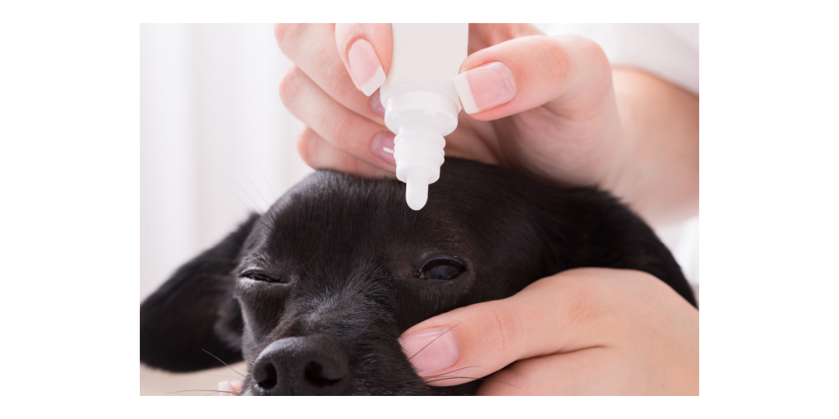 Give your dog eye medication