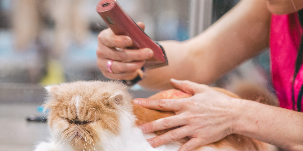 Cat being groomed