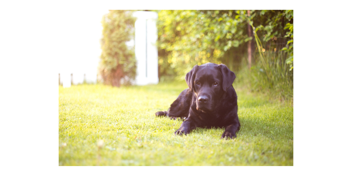 Why Do Pets Lay In The Sun?