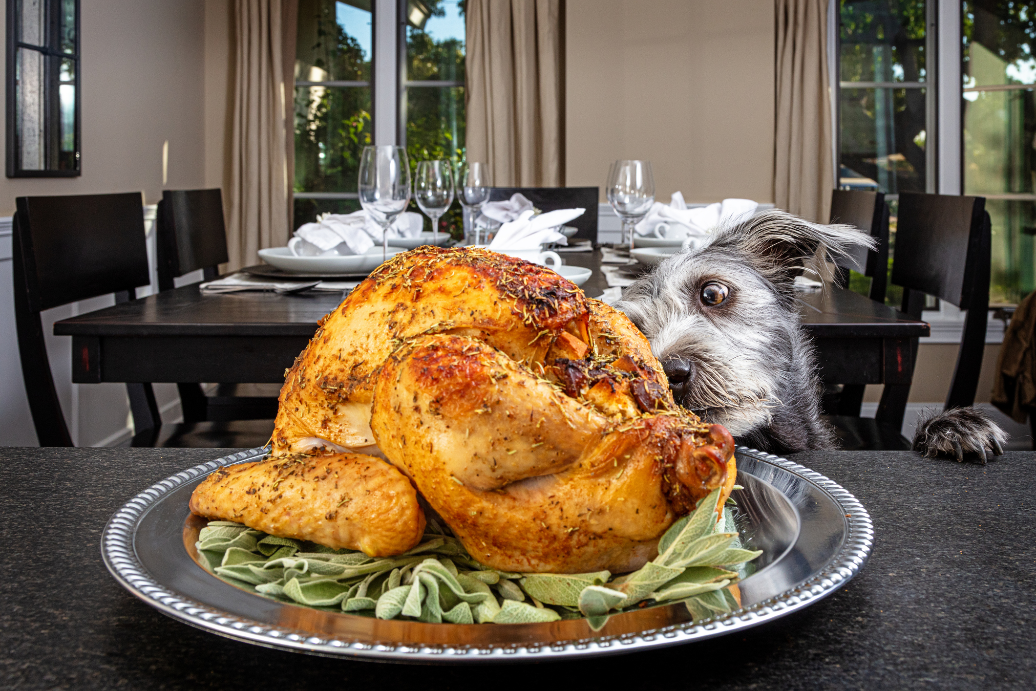 Large dog staring over kitchen countertop at roasted Thanksgiving turkey