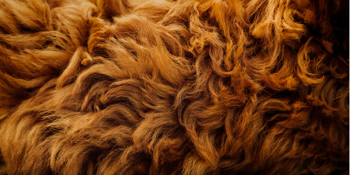 Dog fur