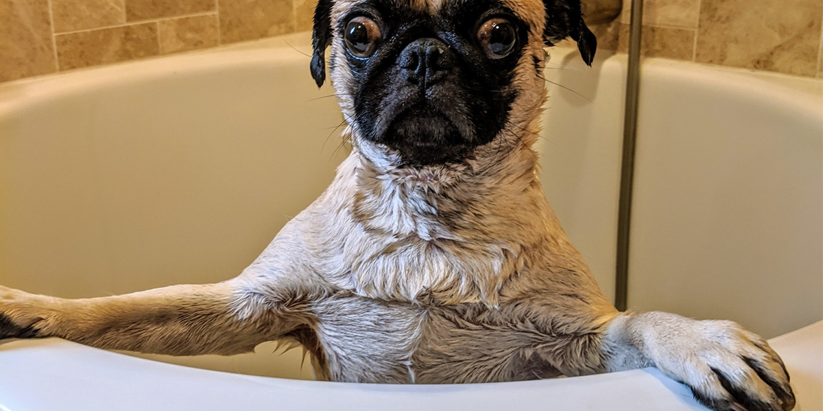 Dog getting bath