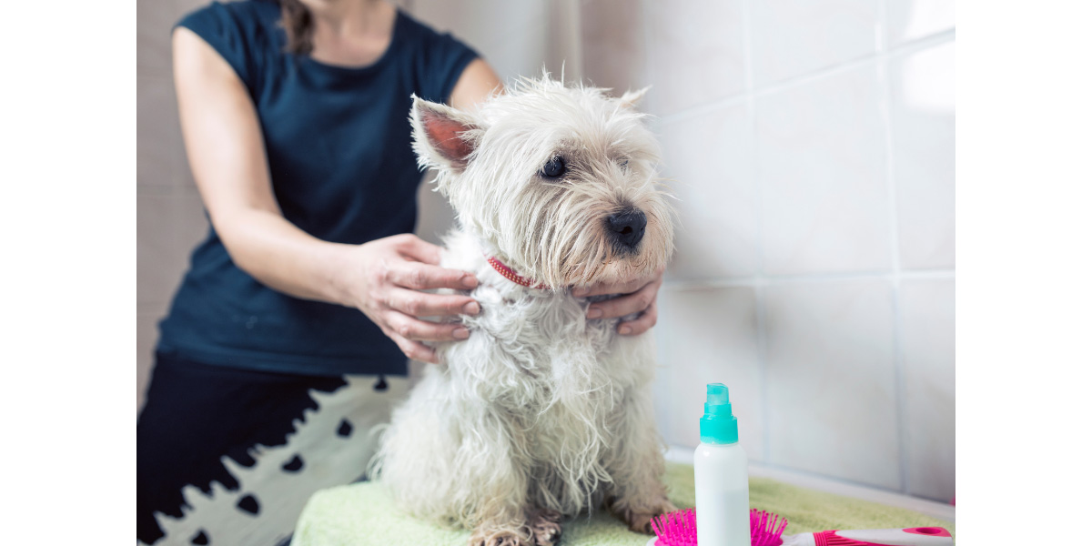 Dog getting bathed