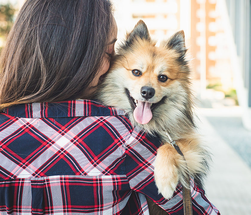 Brushing your pet's teeth is the most effective way to maintain good oral health