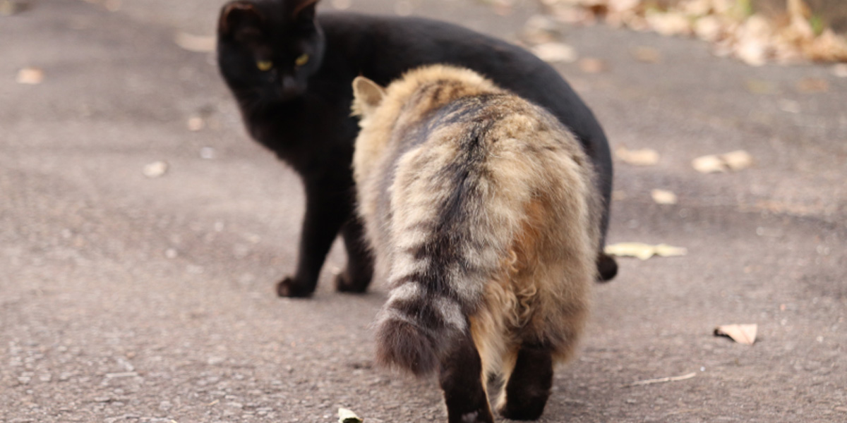 How long cats in heat