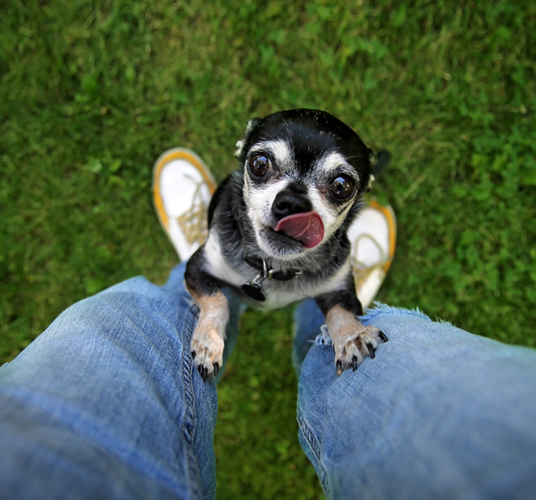 Dog begging for food