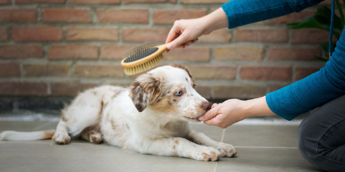 Dog and brush