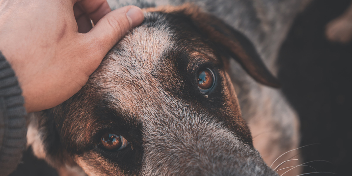 Dog and hand